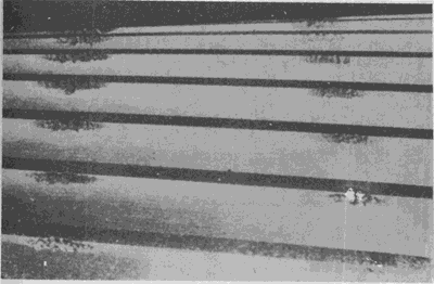 �X��ēp���E��